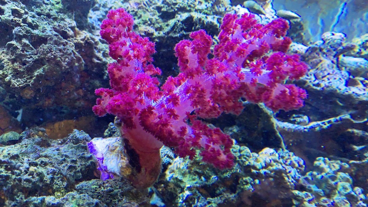 Carnation Coral advise REEF2REEF Saltwater and Reef Aquarium Forum