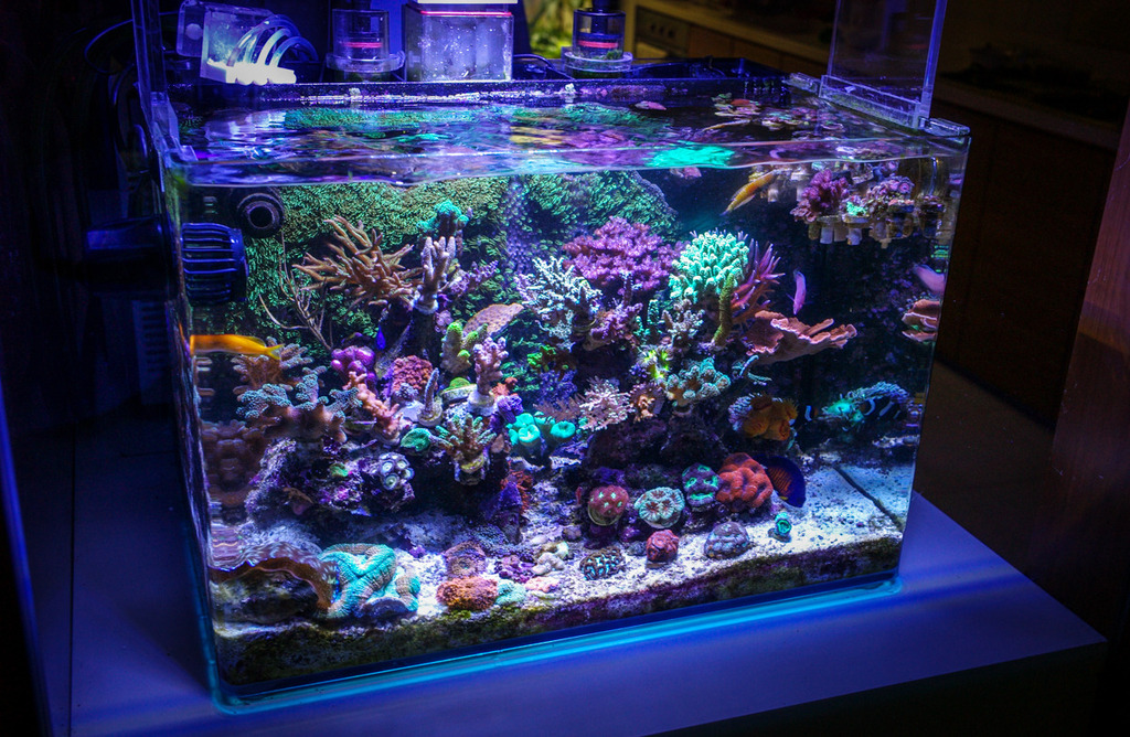 Blue light vs White light? REEF2REEF Saltwater and Reef Aquarium Forum