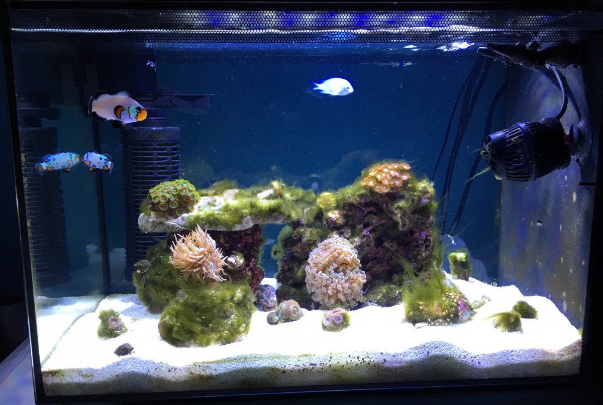 How to Control Green Algae? REEF2REEF Saltwater and Reef Aquarium Forum