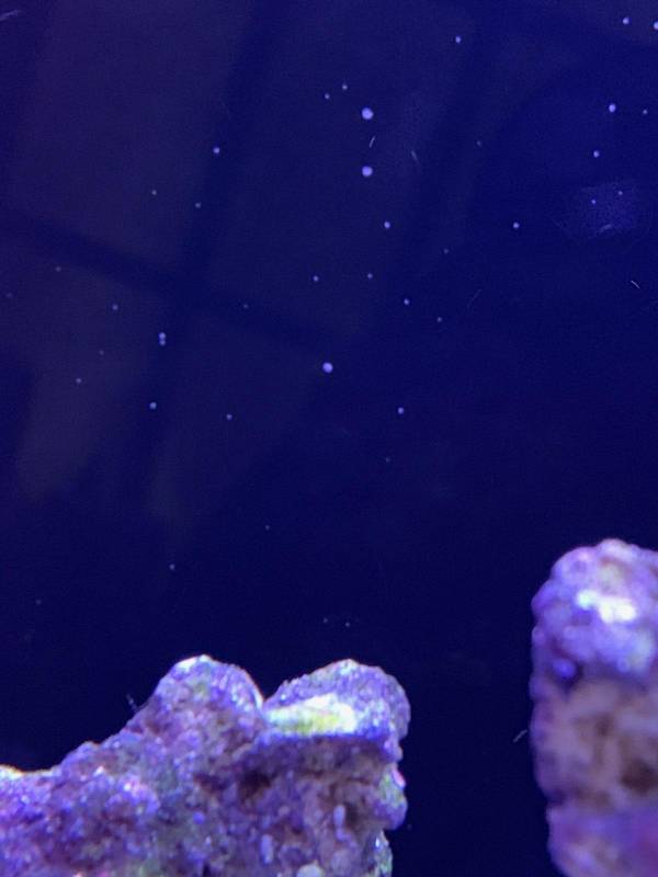 White Spots All Over! REEF2REEF Saltwater and Reef Aquarium Forum
