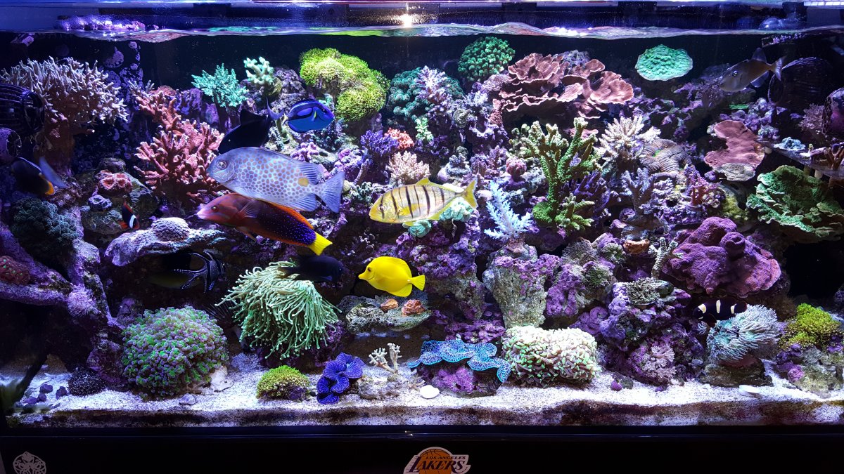 Is a "quarantine tank" really that essential? REEF2REEF