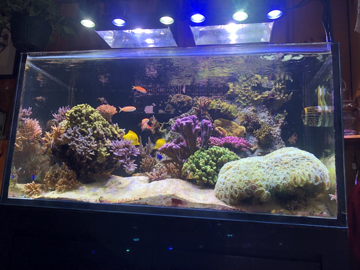 Large SPS Corals For Sale Cheap REEF2REEF Saltwater and Reef Aquarium