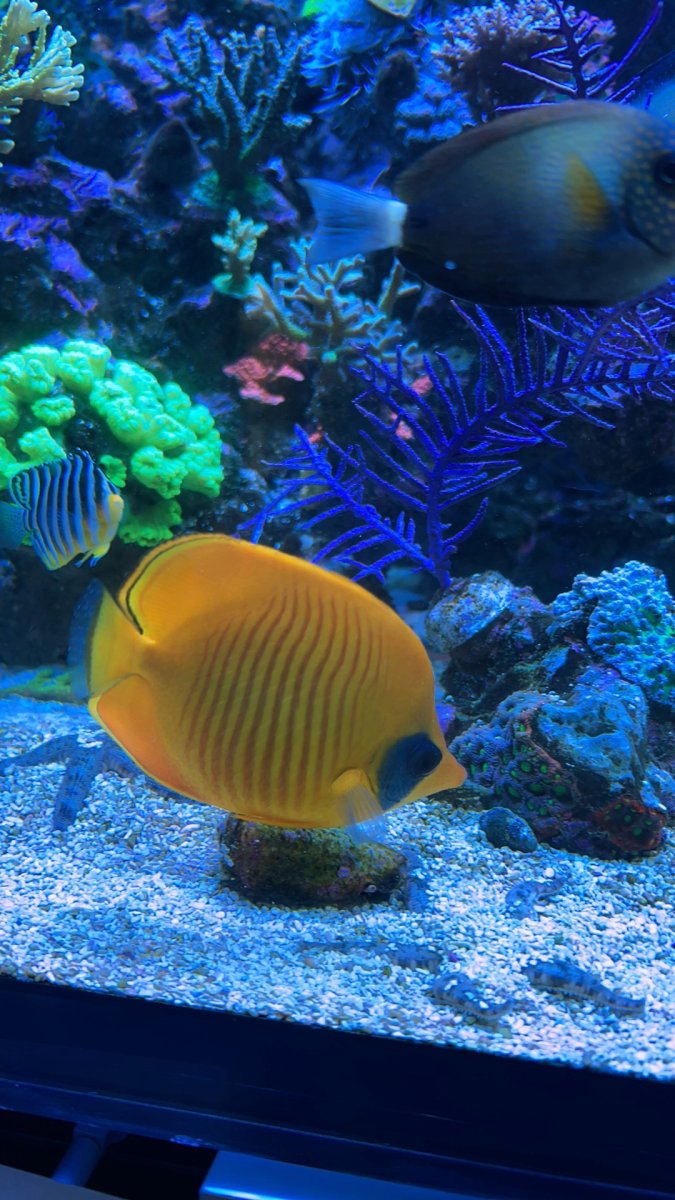 Reef safe? How do you define reef safe? REEF2REEF Saltwater and Reef