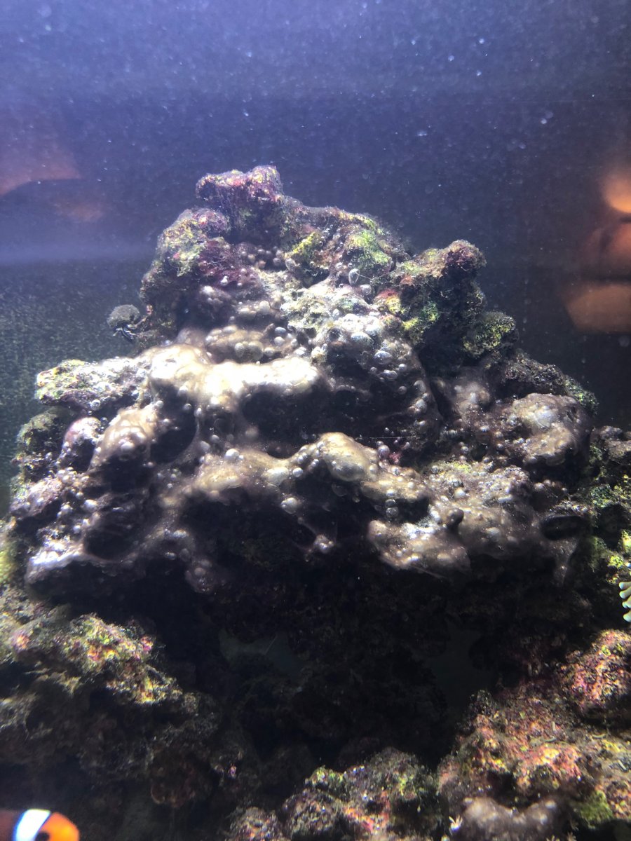 Bubble and Hairlike Algae Won't Go Away!! REEF2REEF Saltwater and