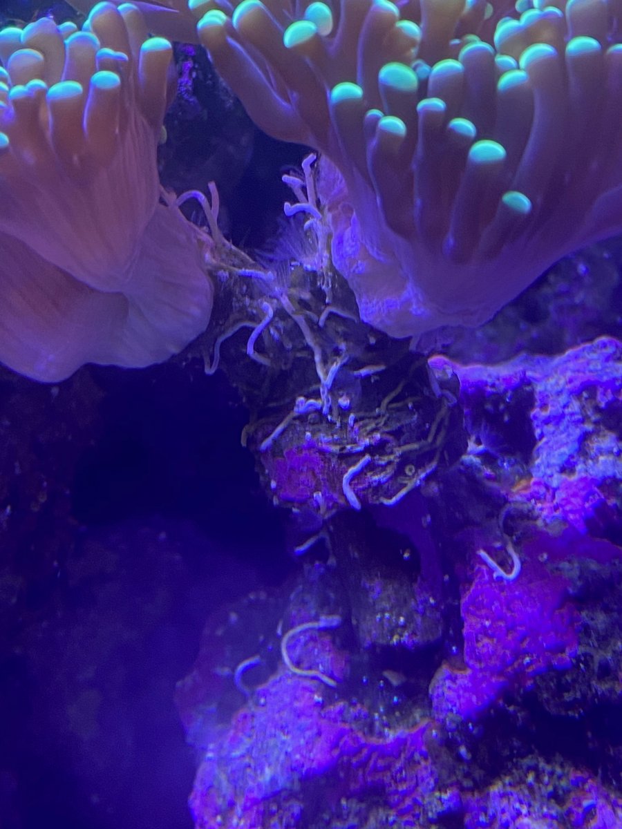 Mini Feather Duster or Hydroid? REEF2REEF Saltwater and Reef Aquarium