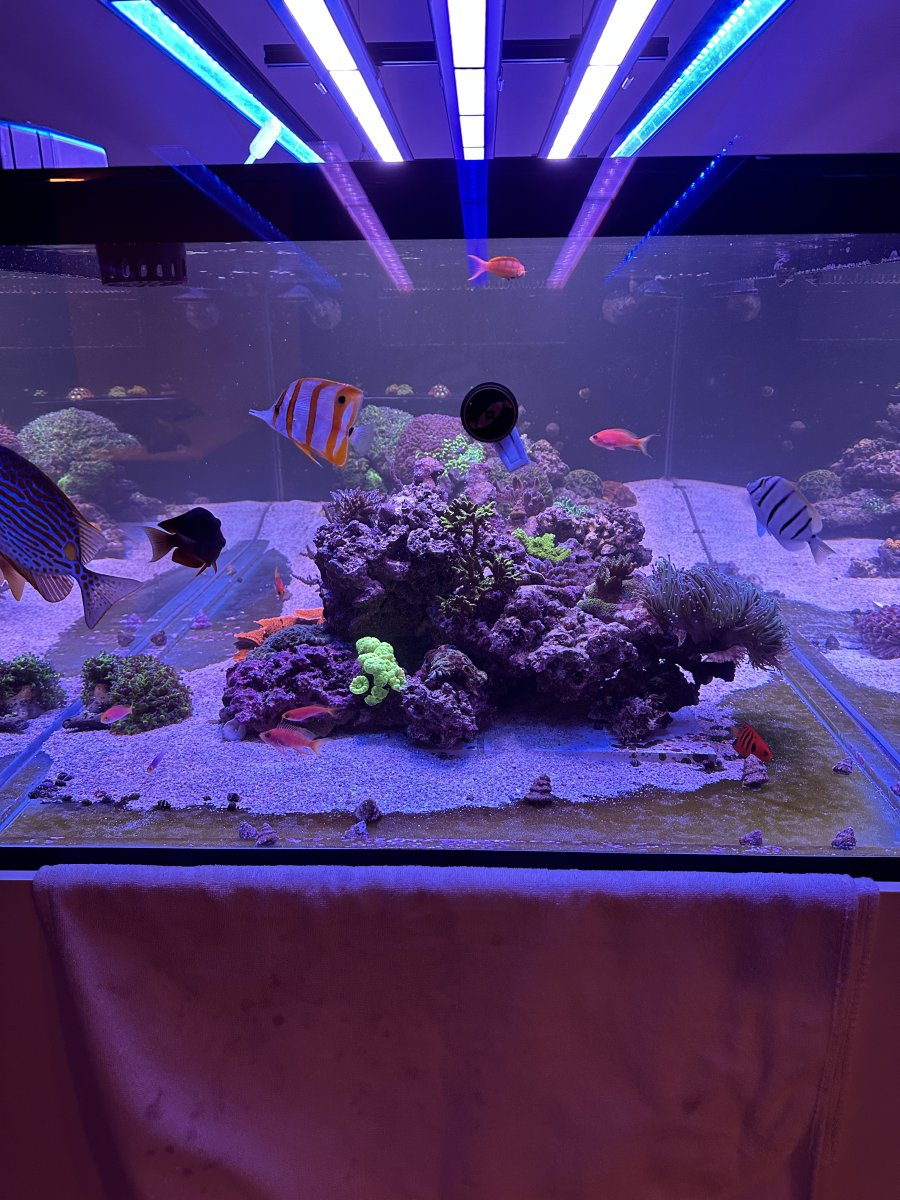 official Glass cages show off thread... Page 2 REEF2REEF Saltwater