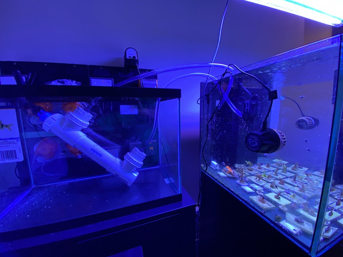 My Battle with Dinoflagellates REEF2REEF Saltwater and