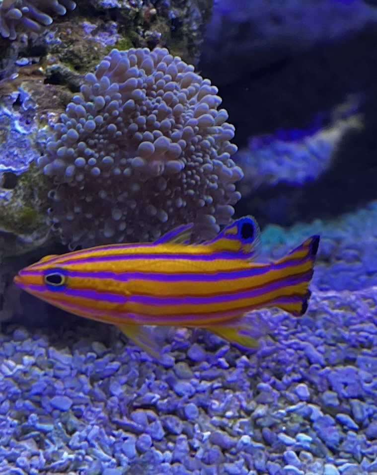 QUESTION OF THE DAY The best nano fish for a nano tank! What nano