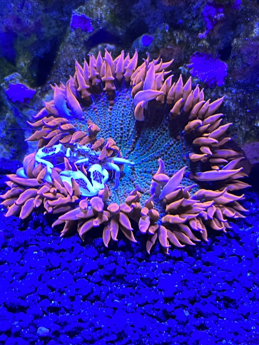 Will my anemone crab find the rock flower anemone? REEF2REEF