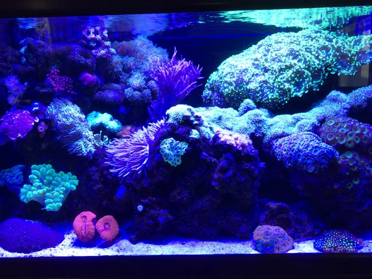 New LFS/Coral store in Wappingers/Hopewell area REEF2REEF Saltwater