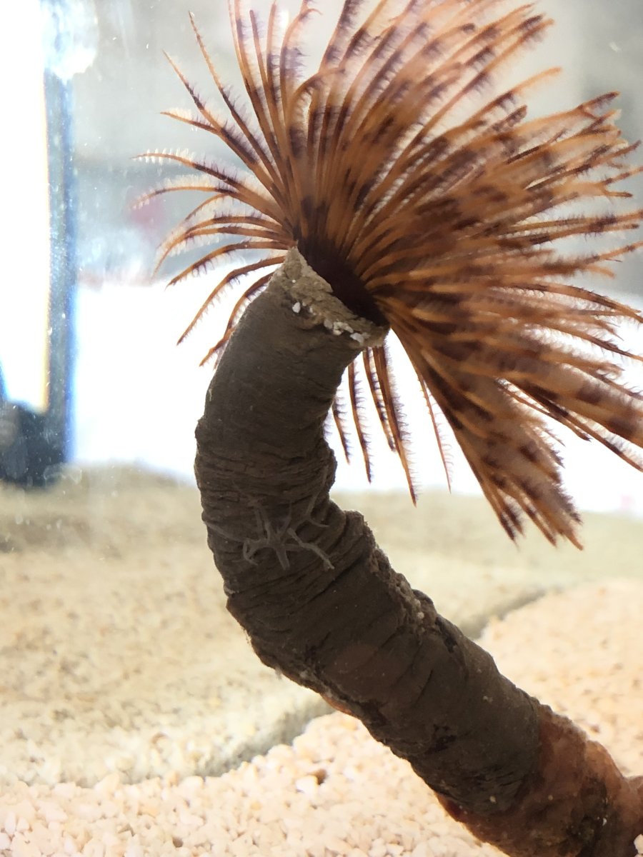 Aiptasia anemone growing on feather duster worm? REEF2REEF Saltwater