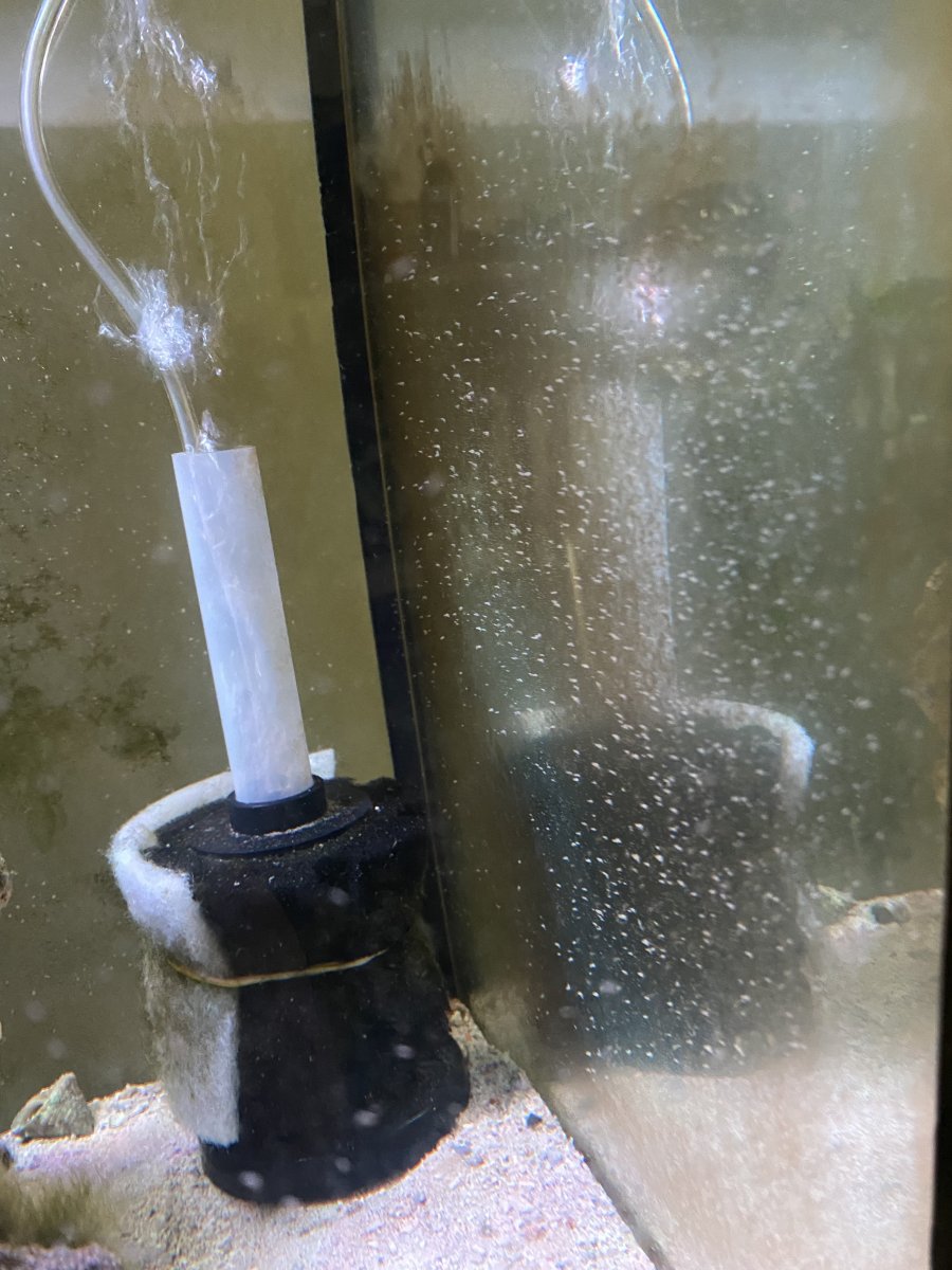 Large White Specks on Glass ID REEF2REEF Saltwater and Reef Aquarium