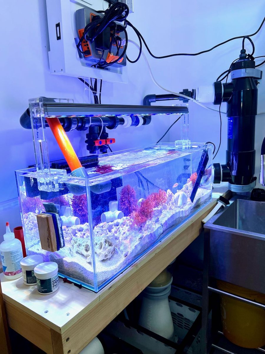 Build Thread Glass Cages SPS Dominant 200 Total with Fish Room