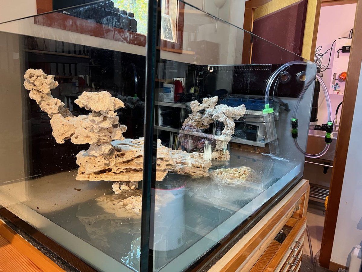 Build Thread Glass Cages SPS Dominant 200 Total with Fish Room