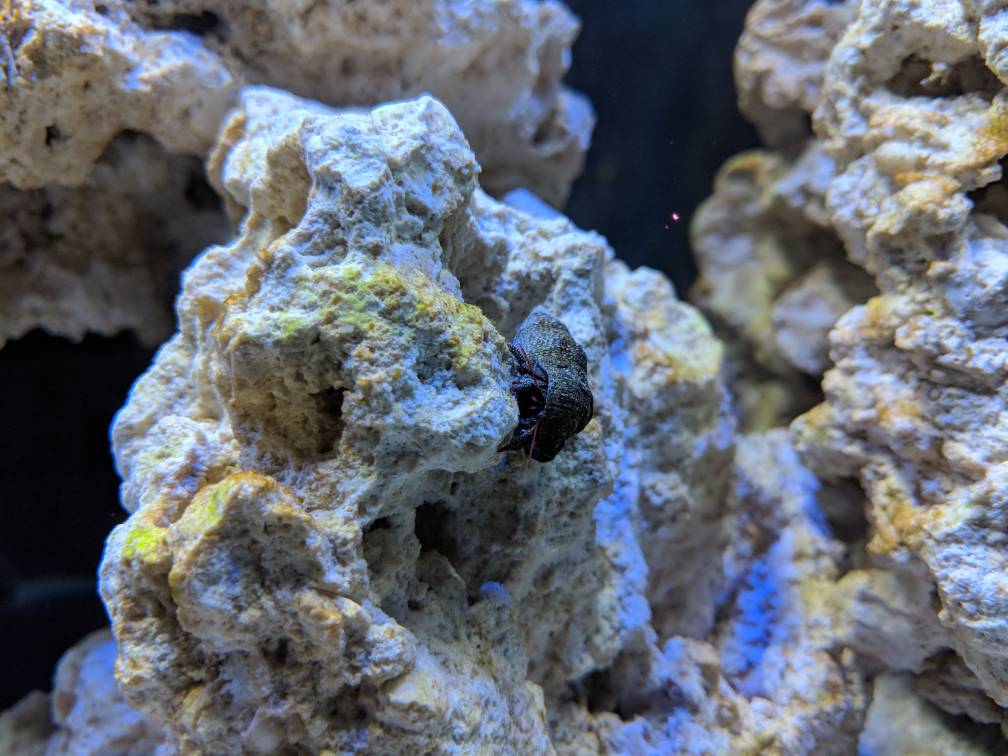 Green algae on glass and rocks REEF2REEF Saltwater and Reef Aquarium