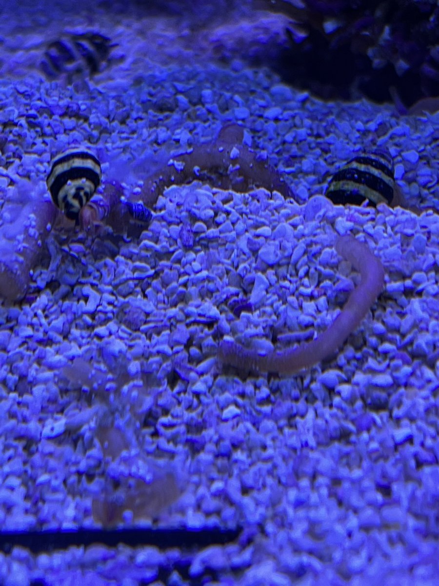 Yep, Bumble Bee Snails eat Vermetid snails. REEF2REEF Saltwater and