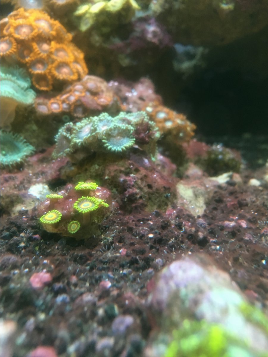 Best treatment for spirulina Page 2 REEF2REEF