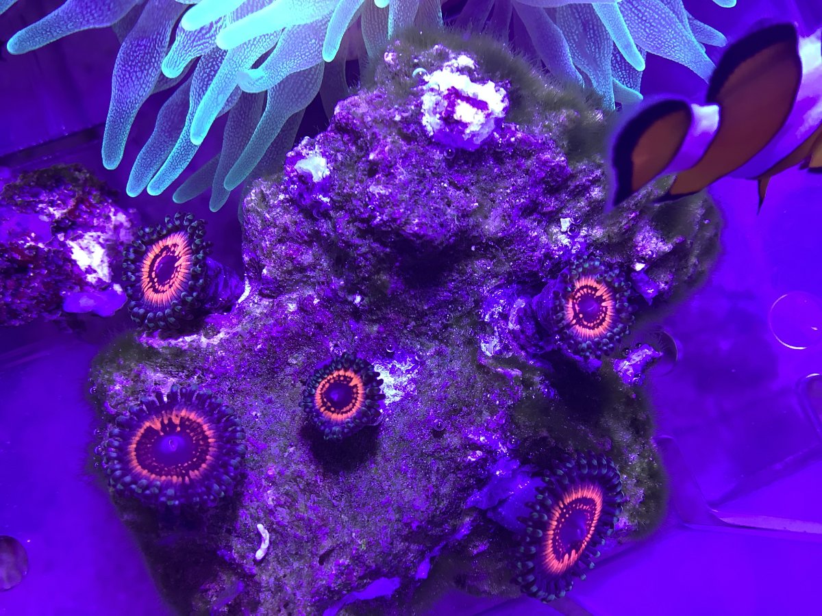 Zoanthid not opening fully REEF2REEF Saltwater and Reef Aquarium Forum