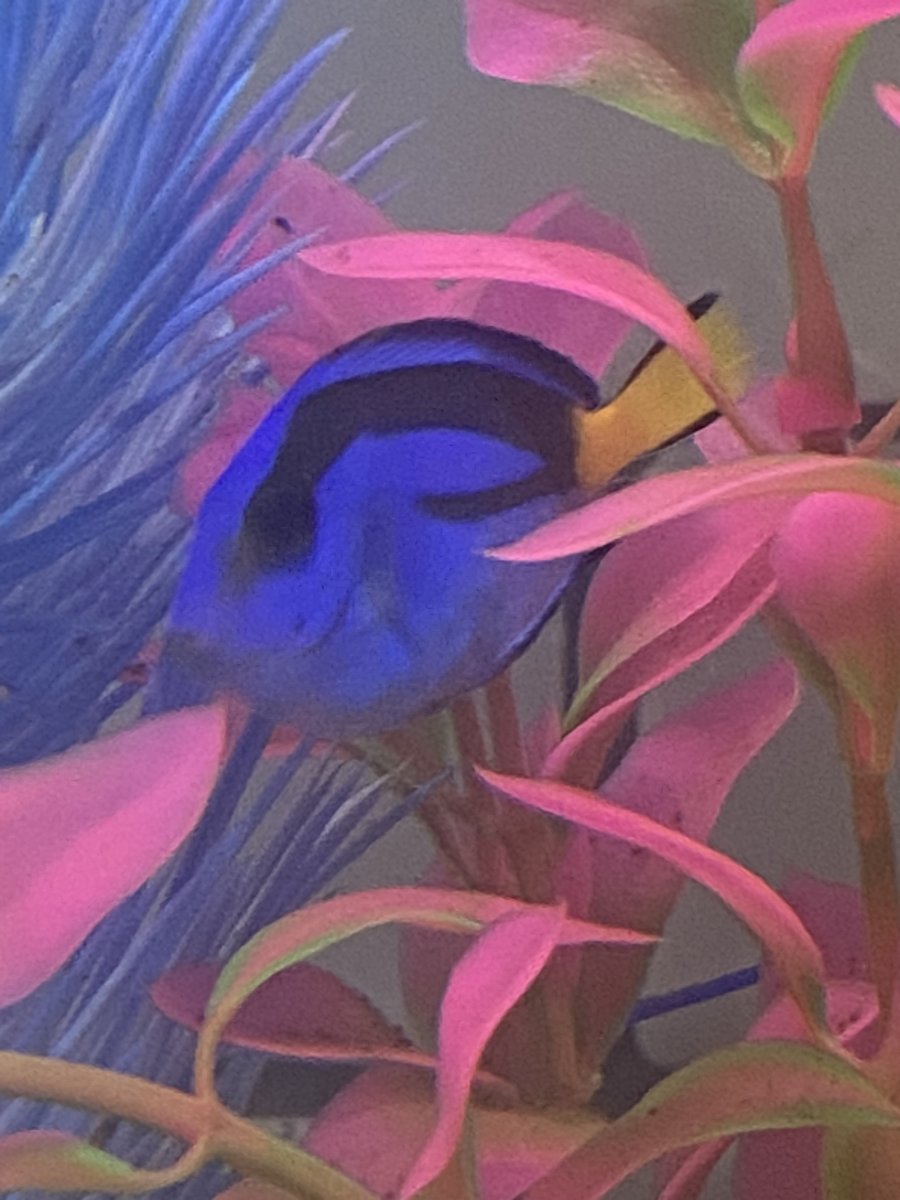 EMERGENCY All fish in QT rubbing on rocks REEF2REEF Saltwater and Reef Aquarium Forum