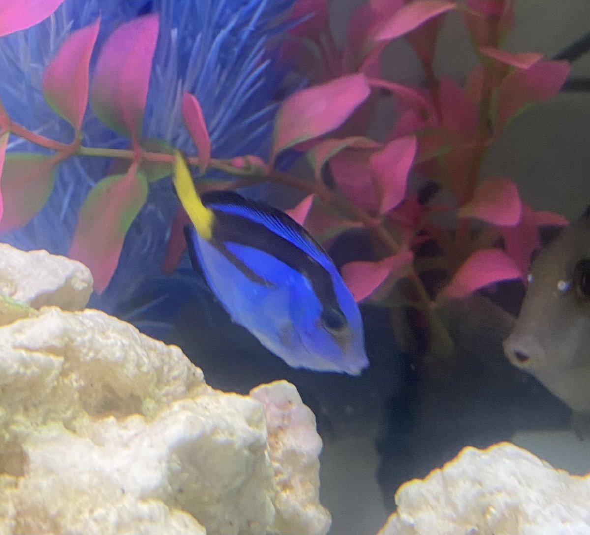 EMERGENCY All fish in QT rubbing on rocks REEF2REEF Saltwater and Reef Aquarium Forum