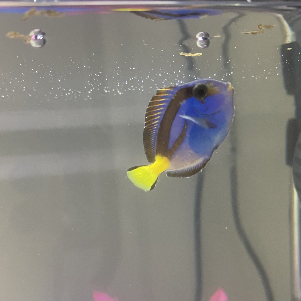 EMERGENCY All fish in QT rubbing on rocks REEF2REEF Saltwater and Reef Aquarium Forum