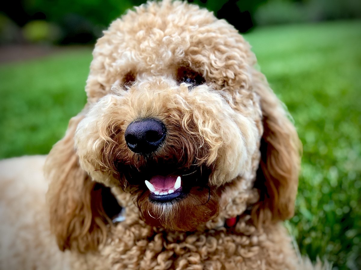 Very sad day for HolmesFarleys REEF2REEF Saltwater and Reef Aquarium