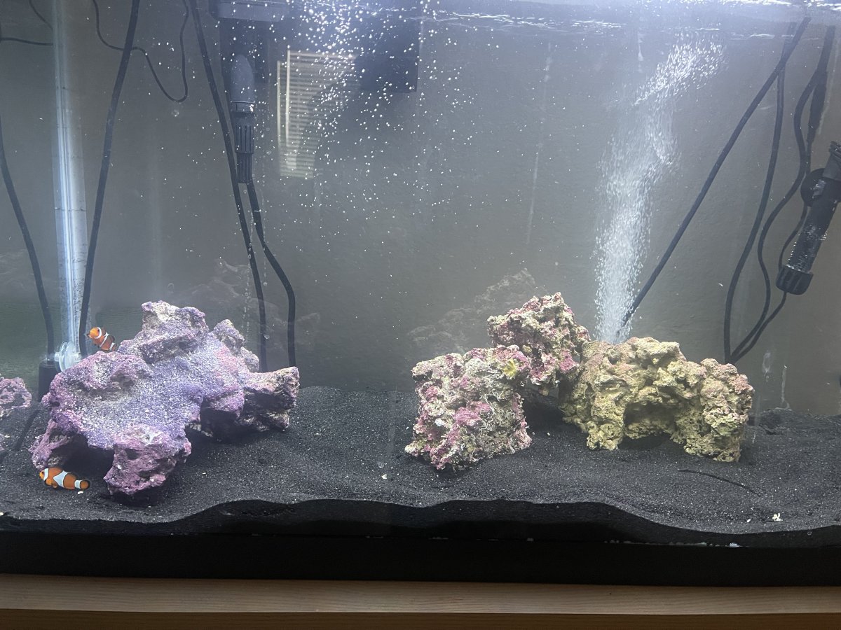 Build Thread 29 gallon petco tank set up progression REEF2REEF