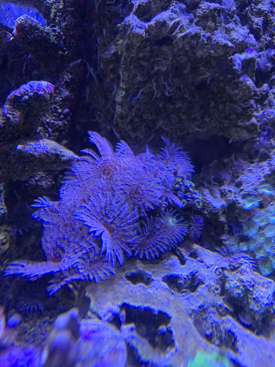 Feather duster Infestation Page 2 REEF2REEF Saltwater and Reef