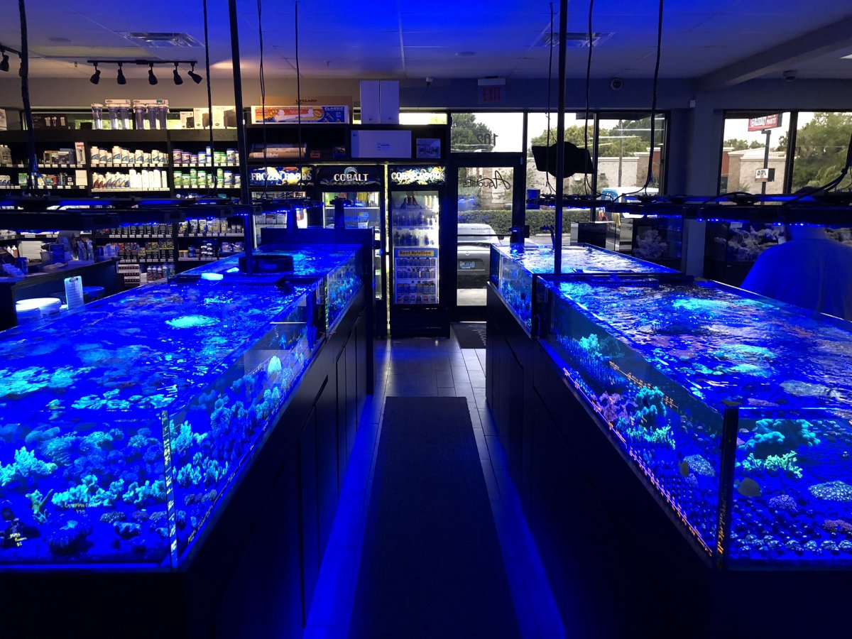 My visit to Top Shelf Aquatics REEF2REEF Saltwater and Reef Aquarium