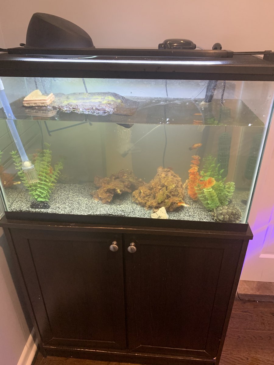 New Jersey Turtle Tank For Sale REEF2REEF Saltwater and Reef
