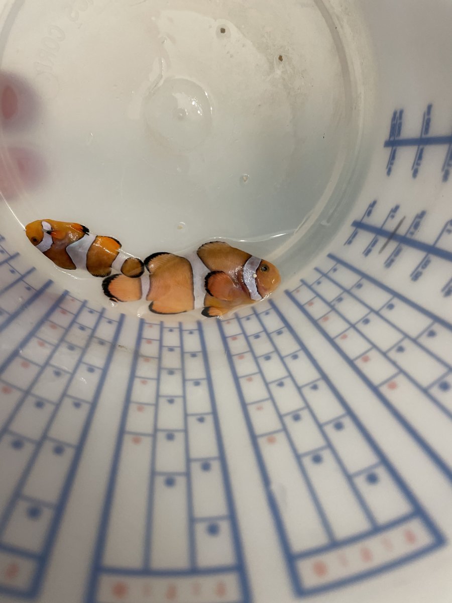 Why did both of my clownfish (my only fish) die suddenly? REEF2REEF