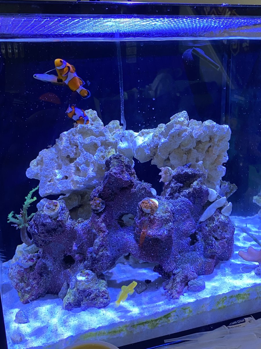 QUESTION OF THE DAY The best nano fish for a nano tank! What nano