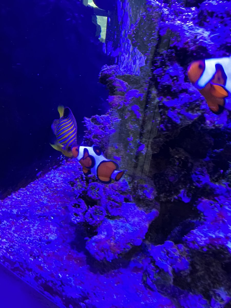 Michigan Live Goods Quarantined Fish for Sale. Lansing Michigan