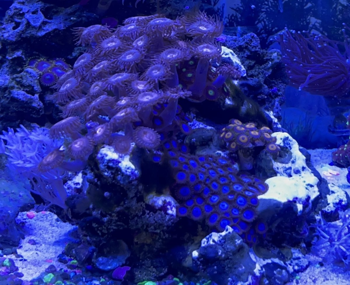 Mohawk zoanthids and palytoxin REEF2REEF Saltwater and Reef Aquarium