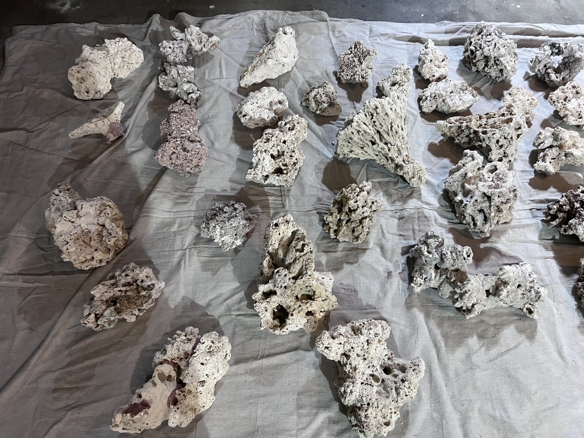 California Dry Live rock Bleach cured local pickup only