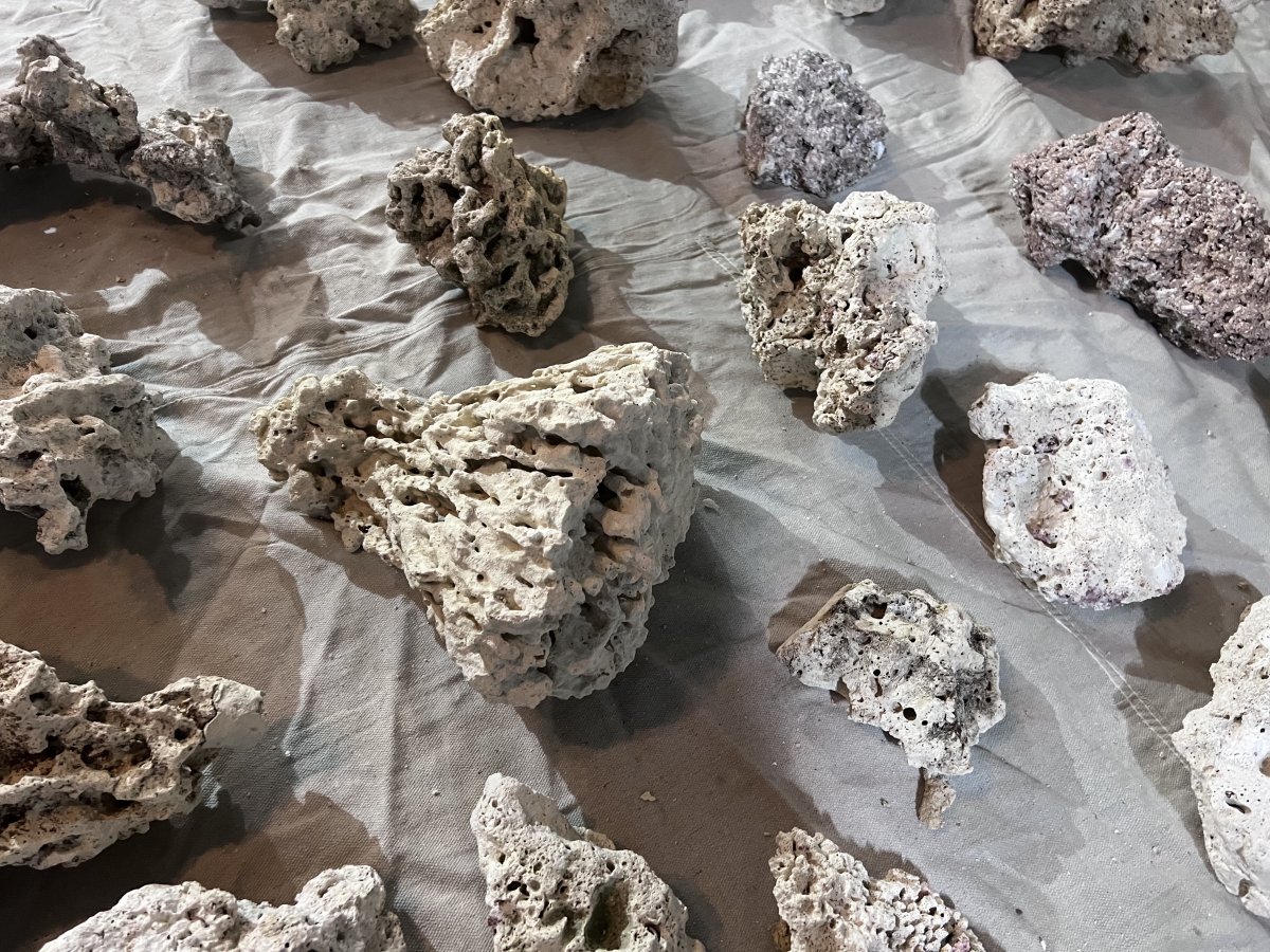 California Dry Live rock Bleach cured local pickup only