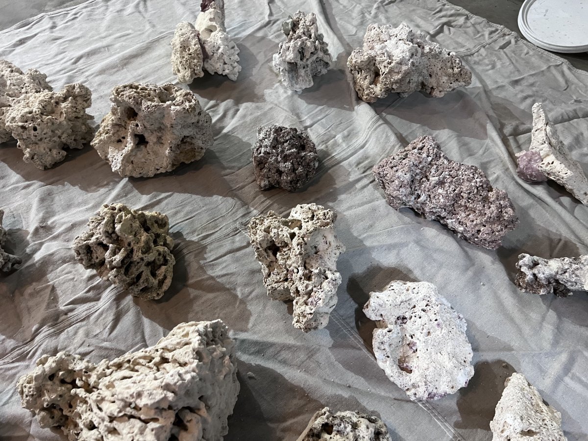 California Dry Live rock Bleach cured local pickup only