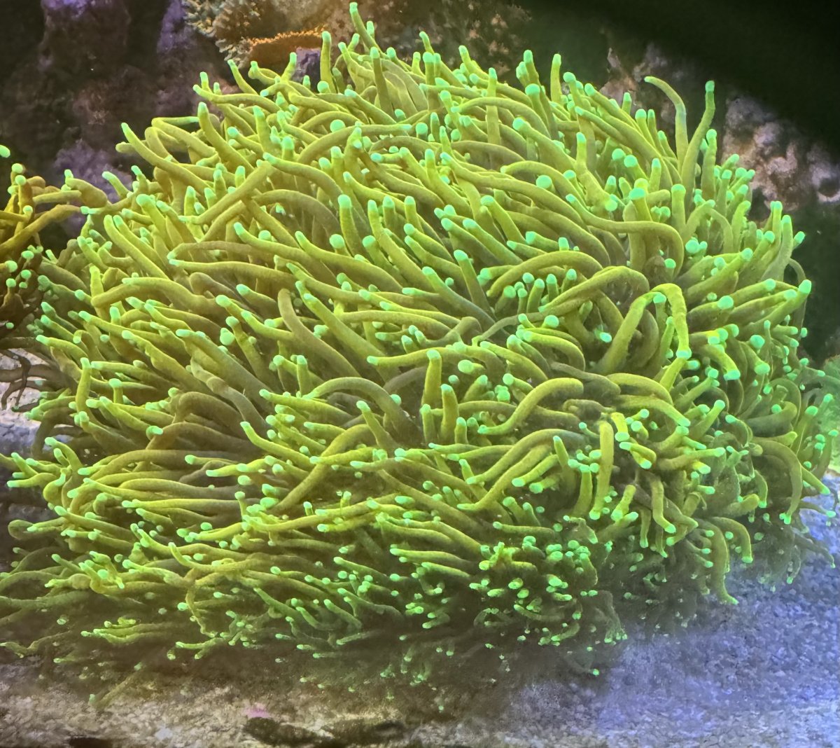 Virginia Live Goods Large Torches, YellowRed Jawbreakers, Care