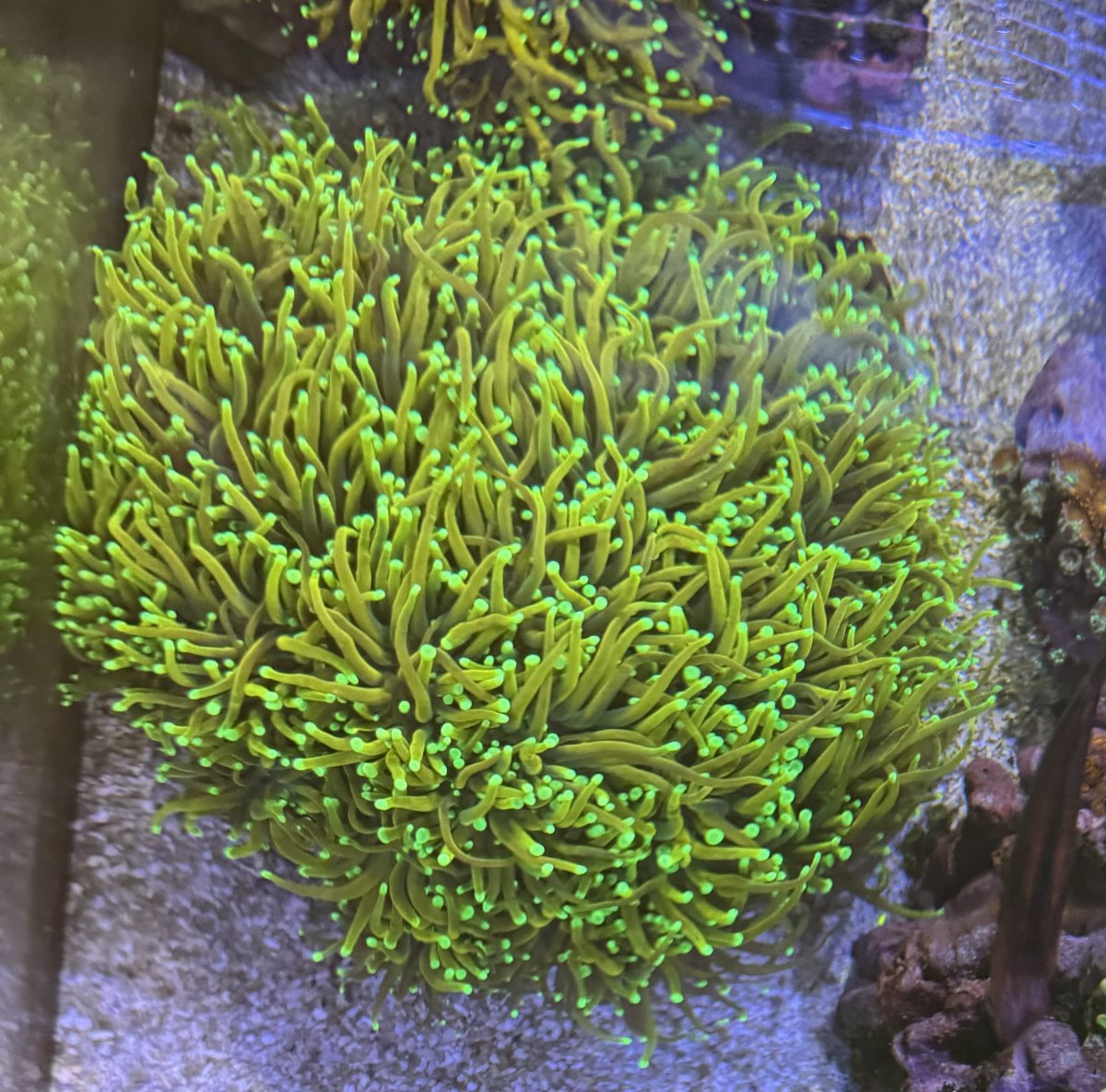 Virginia Live Goods Large Torches, YellowRed Jawbreakers, Care