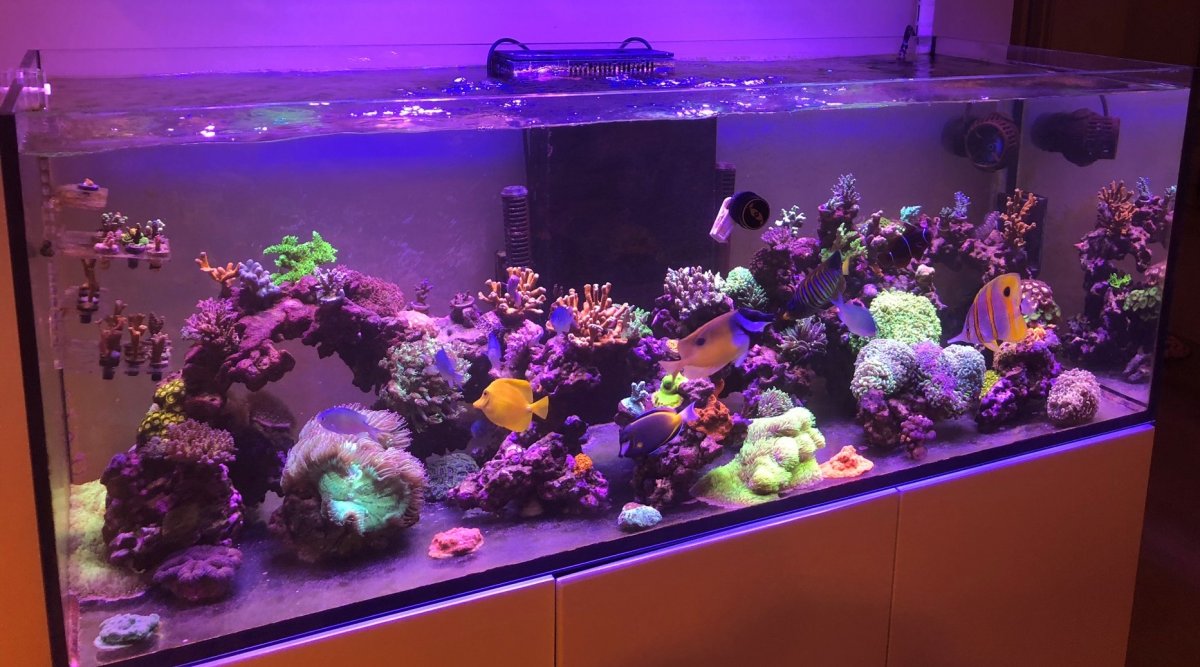 Build Thread Sophie's Reef Red Sea Reefer XXL 625 Slow Start Build