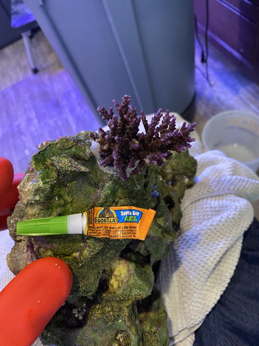 I Need to Review Frag Glueing Options again REEF2REEF Saltwater and