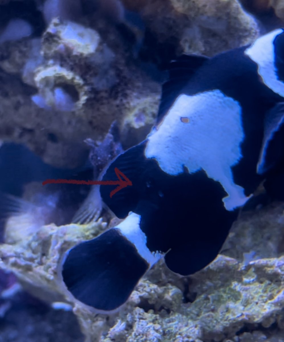 Brook or Scale damage on Clownfish? REEF2REEF Saltwater and Reef