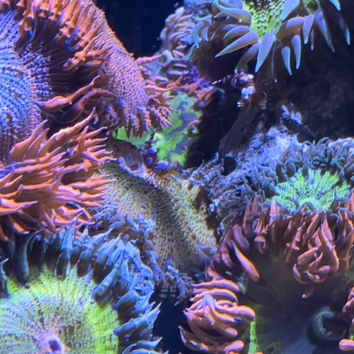 Rock flower anemone REEF2REEF Saltwater and Reef Aquarium Forum