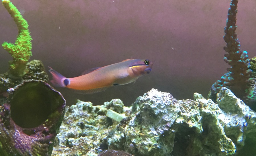 Is my tail spot blenny just fat? REEF2REEF Saltwater and Reef