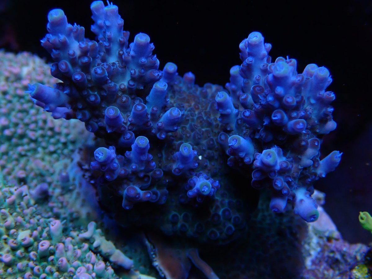 EXTREME Single color SPS who got them what are they? Page 4