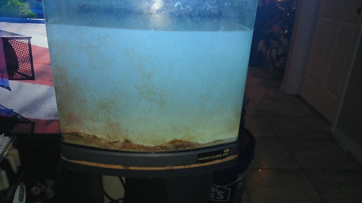 Official Sand Rinse and Tank Transfer thread Page 12 REEF2REEF