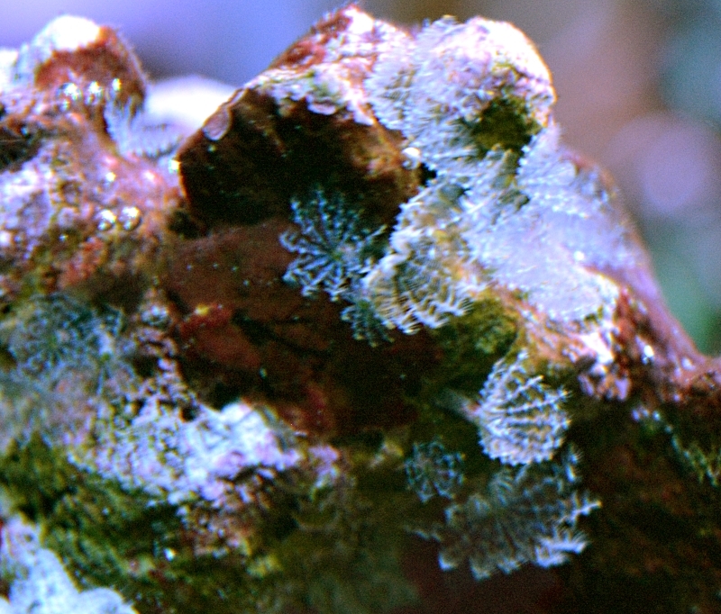 Feather Duster Identification and Choking Off Zoas REEF2REEF