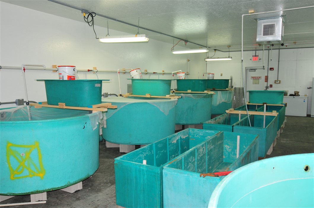 Show us your QT Tank(s) REEF2REEF Saltwater and Reef Aquarium Forum