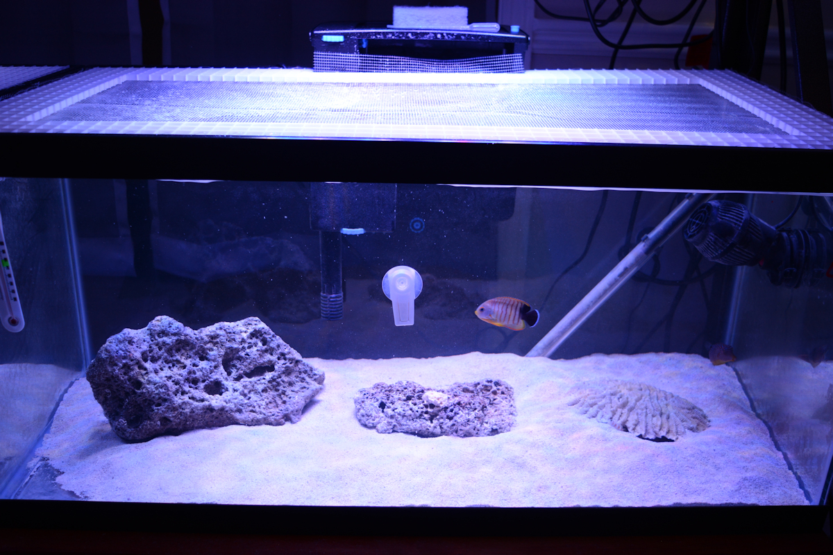 Difficult Fish to QT guide Reef2Reef