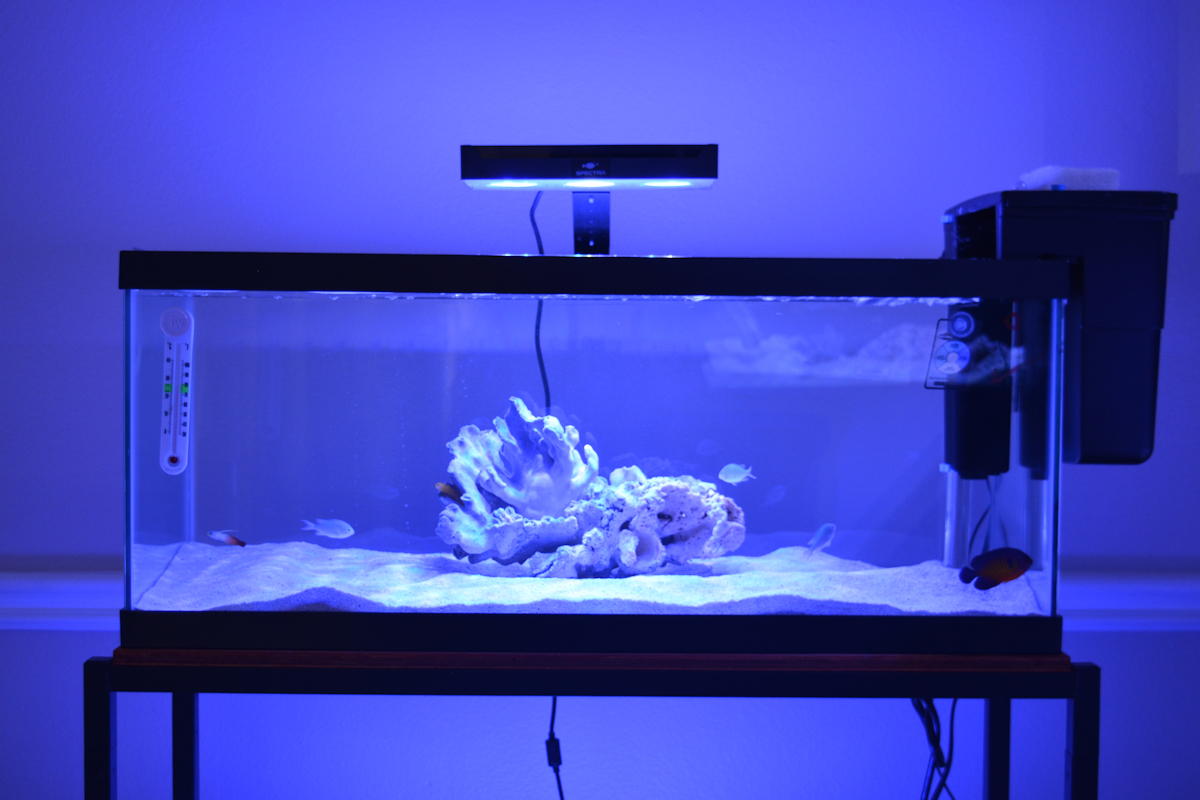 Difficult Fish to QT guide Reef2Reef